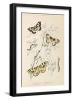 Gooseberry Moth Mottled Beauty Clifden Beauty-null-Framed Art Print