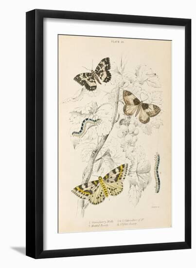 Gooseberry Moth Mottled Beauty Clifden Beauty-null-Framed Art Print