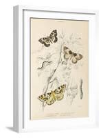 Gooseberry Moth Mottled Beauty Clifden Beauty-null-Framed Art Print