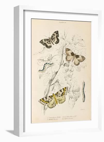 Gooseberry Moth Mottled Beauty Clifden Beauty-null-Framed Art Print