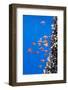 Gooseneck Barnacles on a Drifting Rope and a Small Shoal of Boarfish (Capros Aper) Azores, Portugal-Lundgren-Framed Photographic Print