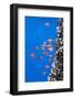Gooseneck Barnacles on a Drifting Rope and a Small Shoal of Boarfish (Capros Aper) Azores, Portugal-Lundgren-Framed Photographic Print