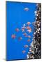 Gooseneck Barnacles on a Drifting Rope and a Small Shoal of Boarfish (Capros Aper) Azores, Portugal-Lundgren-Mounted Photographic Print
