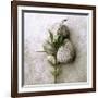 Gooseneck On Stone-Glen and Gayle Wans-Framed Giclee Print