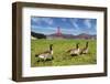 Gooses and Golden Gate Bridge-prochasson-Framed Photographic Print