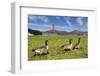 Gooses and Golden Gate Bridge-prochasson-Framed Photographic Print