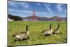 Gooses and Golden Gate Bridge-prochasson-Mounted Photographic Print