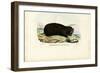 Gopher, 1863-79-Raimundo Petraroja-Framed Giclee Print