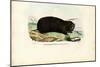 Gopher, 1863-79-Raimundo Petraroja-Mounted Giclee Print