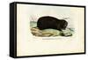 Gopher, 1863-79-Raimundo Petraroja-Framed Stretched Canvas