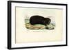 Gopher, 1863-79-Raimundo Petraroja-Framed Giclee Print