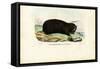 Gopher, 1863-79-Raimundo Petraroja-Framed Stretched Canvas