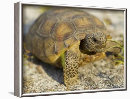 Gopher Tortoise, Gopherus Polyphemus, Wiregrass Community, Central Florida, USA-Maresa Pryor-Framed Photographic Print