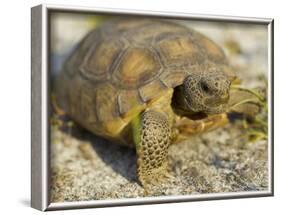 Gopher Tortoise, Gopherus Polyphemus, Wiregrass Community, Central Florida, USA-Maresa Pryor-Framed Photographic Print