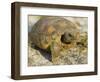 Gopher Tortoise, Gopherus Polyphemus, Wiregrass Community, Central Florida, USA-Maresa Pryor-Framed Photographic Print