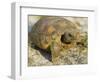 Gopher Tortoise, Gopherus Polyphemus, Wiregrass Community, Central Florida, USA-Maresa Pryor-Framed Photographic Print