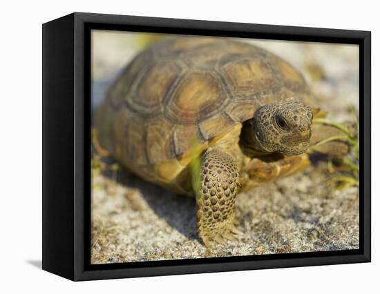Gopher Tortoise, Gopherus Polyphemus, Wiregrass Community, Central Florida, USA-Maresa Pryor-Framed Stretched Canvas