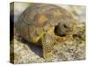 Gopher Tortoise, Gopherus Polyphemus, Wiregrass Community, Central Florida, USA-Maresa Pryor-Stretched Canvas