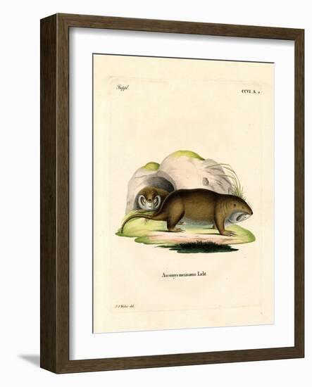 Gopher-null-Framed Giclee Print