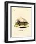 Gopher-null-Framed Giclee Print