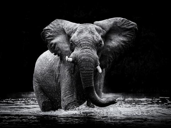 Photographic Print, , large