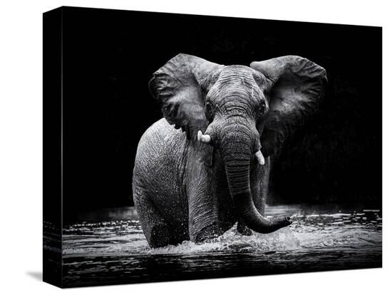 Stretched Canvas Print, , large