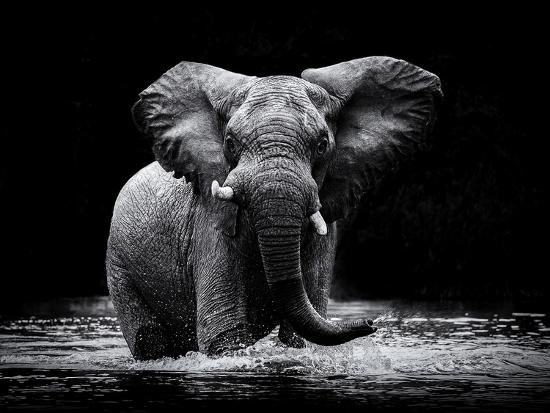 Premium Photographic Print, , large
