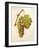 Gordan Grape-J. Troncy-Framed Giclee Print