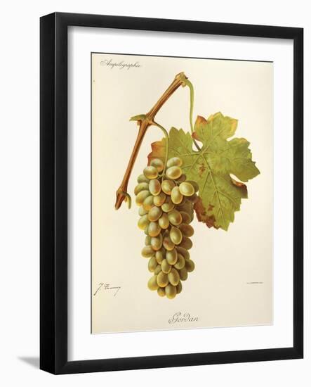 Gordan Grape-J. Troncy-Framed Giclee Print