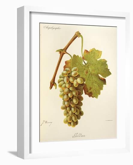 Gordan Grape-J. Troncy-Framed Giclee Print