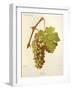 Gordan Grape-J. Troncy-Framed Giclee Print