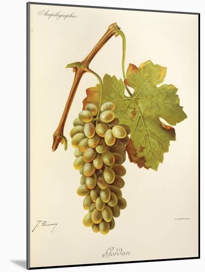 Gordan Grape-J. Troncy-Mounted Giclee Print