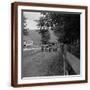 Brown Frame