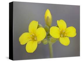 Gordon's Bladderpod (Lesquerella Gordonii), Organ Pipe Cactus National Monument, Arizona-null-Stretched Canvas