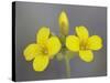 Gordon's Bladderpod (Lesquerella Gordonii), Organ Pipe Cactus National Monument, Arizona-null-Stretched Canvas