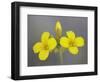 Gordon's Bladderpod (Lesquerella Gordonii), Organ Pipe Cactus National Monument, Arizona-null-Framed Photographic Print