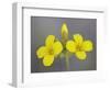 Gordon's Bladderpod (Lesquerella Gordonii), Organ Pipe Cactus National Monument, Arizona-null-Framed Photographic Print