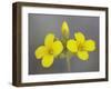 Gordon's Bladderpod (Lesquerella Gordonii), Organ Pipe Cactus National Monument, Arizona-null-Framed Photographic Print