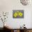 Gordon's Bladderpod (Lesquerella Gordonii), Organ Pipe Cactus National Monument, Arizona-null-Photographic Print displayed on a wall