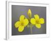 Gordon's Bladderpod (Lesquerella Gordonii), Organ Pipe Cactus National Monument, Arizona-null-Framed Photographic Print