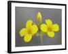 Gordon's Bladderpod (Lesquerella Gordonii), Organ Pipe Cactus National Monument, Arizona-null-Framed Photographic Print