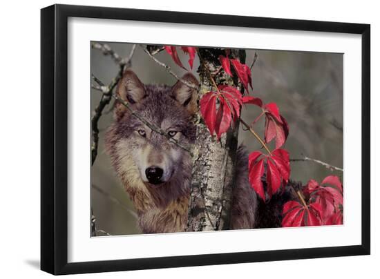 Premium Photographic Print, , large