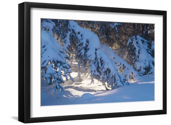 Premium Photographic Print, , large