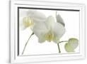 Gramercy White