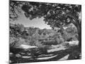 Wood Mount