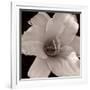 Gramercy White