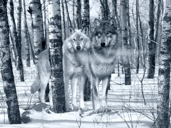 Photographic Print, , large