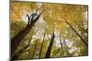 Wood Mount