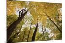 Wood Mount