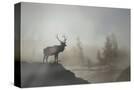Stretched Canvas